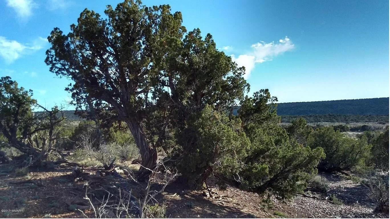 South big lot, Hill - 3992 Sorrel Rd, Snowflake, AZ 85937, USA