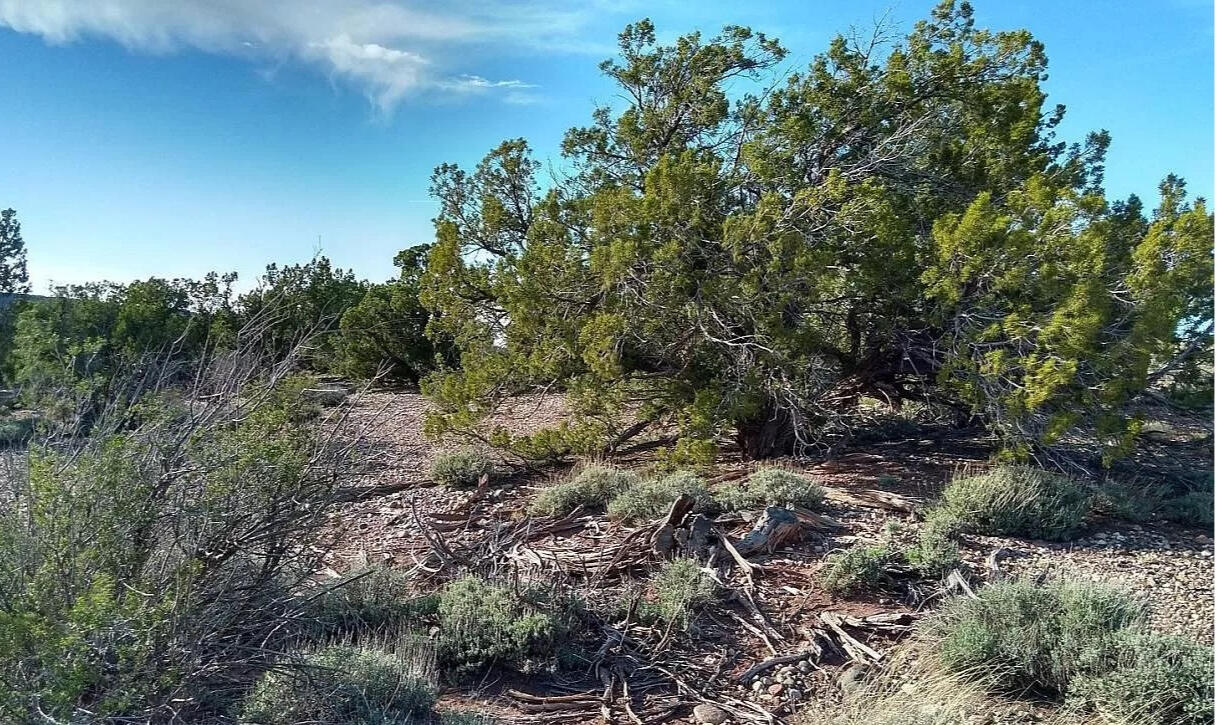 7577 Maple Ln, Snowflake, AZ 85937